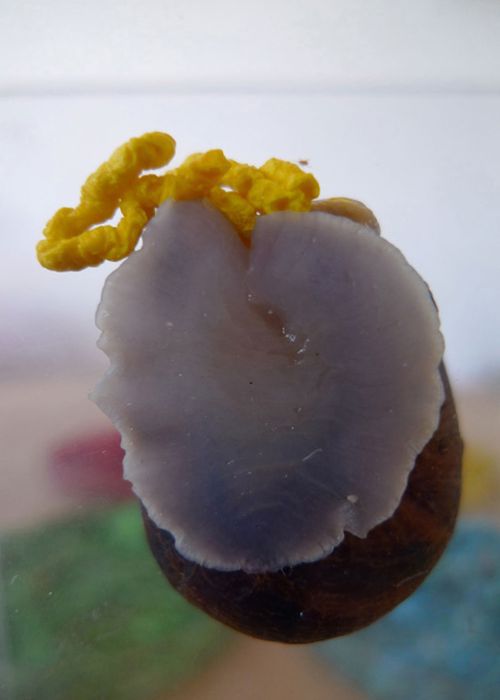 Цветной, материал, из экскрементов, улиток, ахатины, нитки, напольное покрытие