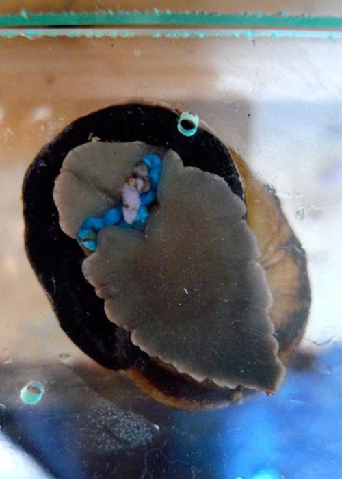 Цветной, материал, из экскрементов, улиток, ахатины, нитки, напольное покрытие