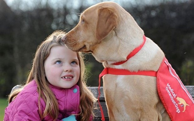 собака спасатель, Мэйси, диабет