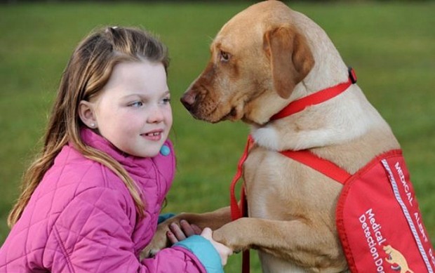 собака спасатель, Мэйси, диабет