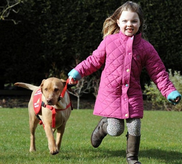 собака спасатель, Мэйси, диабет