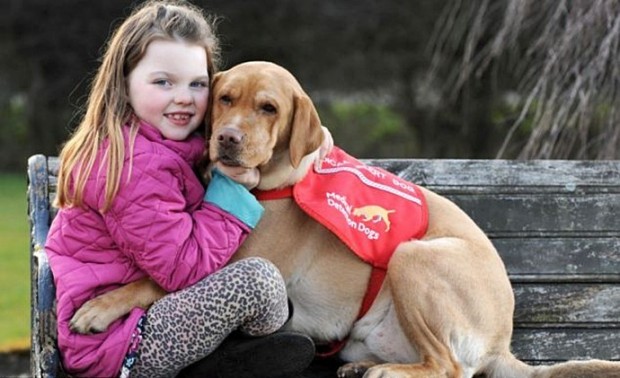 собака спасатель, Мэйси, диабет