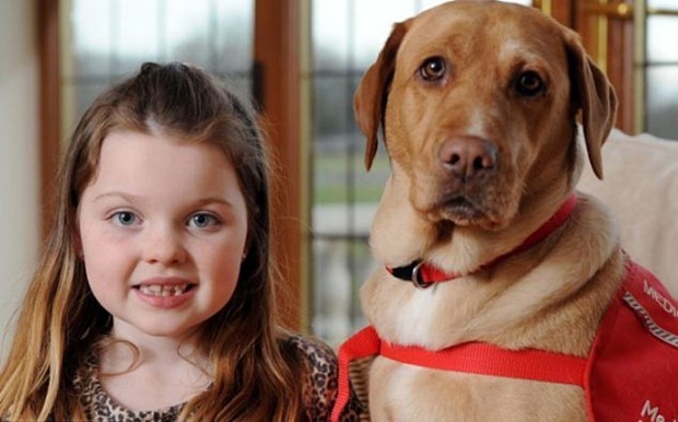 собака спасатель, Мэйси, диабет