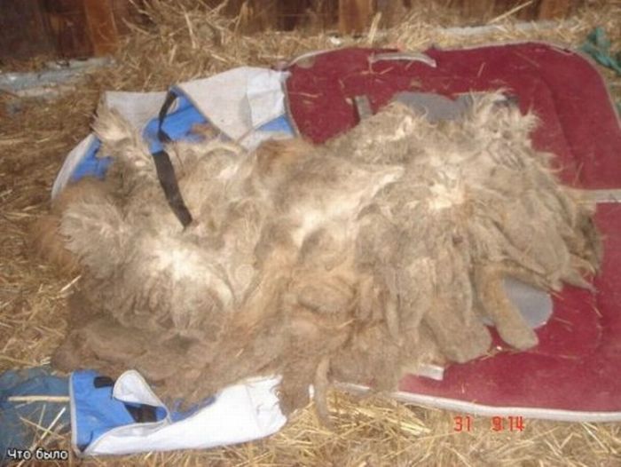 Добрые люди, подарившие бездомным собакам новую жизнь. Часть 2 добрые люди, бездомные животные,собаки,до и после