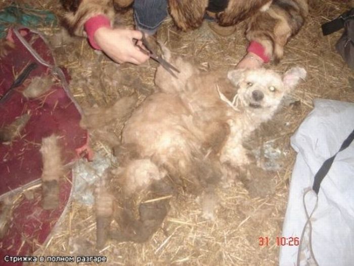 Добрые люди, подарившие бездомным собакам новую жизнь. Часть 2 добрые люди, бездомные животные,собаки,до и после