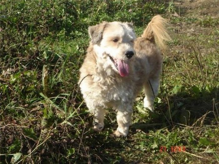 Добрые люди, подарившие бездомным собакам новую жизнь. Часть 2 добрые люди, бездомные животные,собаки,до и после