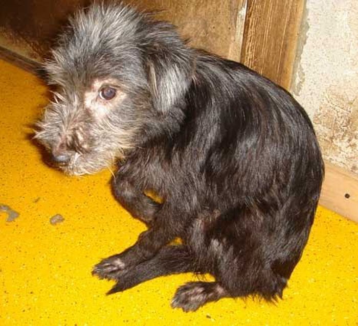 Добрые люди, подарившие бездомным собакам новую жизнь. Часть 2 добрые люди, бездомные животные,собаки,до и после