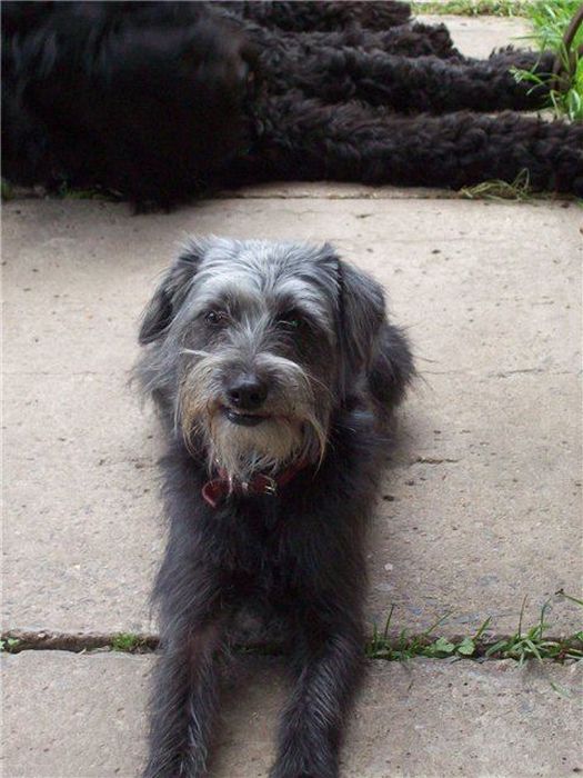 Добрые люди, подарившие бездомным собакам новую жизнь. Часть 2 добрые люди, бездомные животные,собаки,до и после