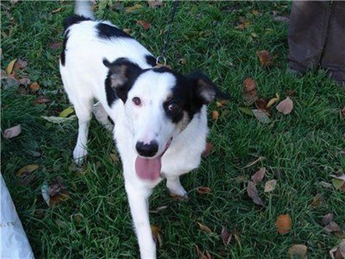 Добрые люди, подарившие бездомным собакам новую жизнь. Часть 2 добрые люди, бездомные животные,собаки,до и после