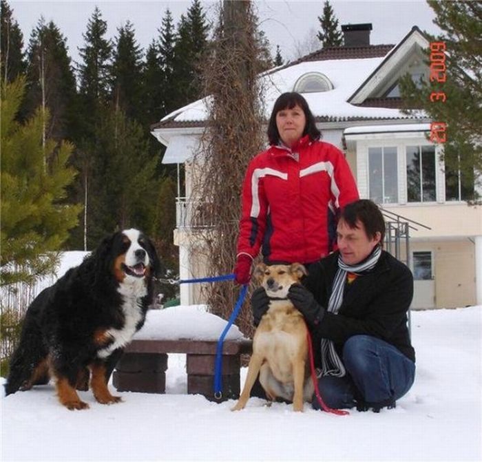 Добрые люди, подарившие бездомным собакам новую жизнь. Часть 2 добрые люди, бездомные животные,собаки,до и после