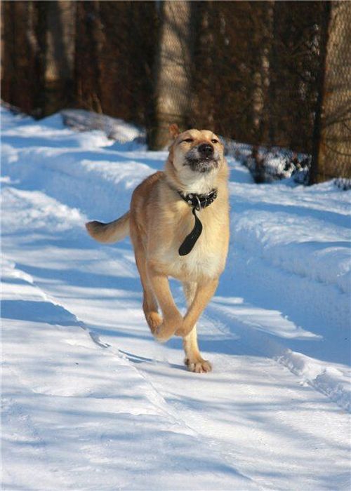 Добрые люди, подарившие бездомным собакам новую жизнь. Часть 2 добрые люди, бездомные животные,собаки,до и после