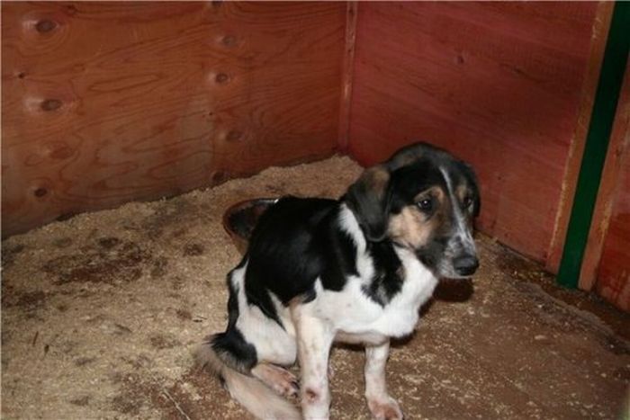 Добрые люди, подарившие бездомным собакам новую жизнь. Часть 2 добрые люди, бездомные животные,собаки,до и после