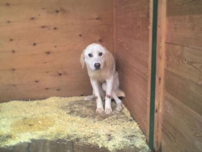 Добрые люди, подарившие бездомным собакам новую жизнь. Часть 2 добрые люди, бездомные животные,собаки,до и после