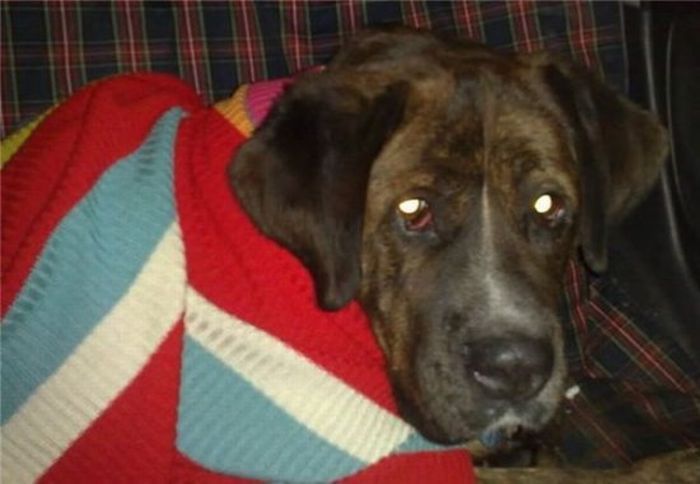 Добрые люди, подарившие бездомным собакам новую жизнь. Часть 2 добрые люди, бездомные животные,собаки,до и после