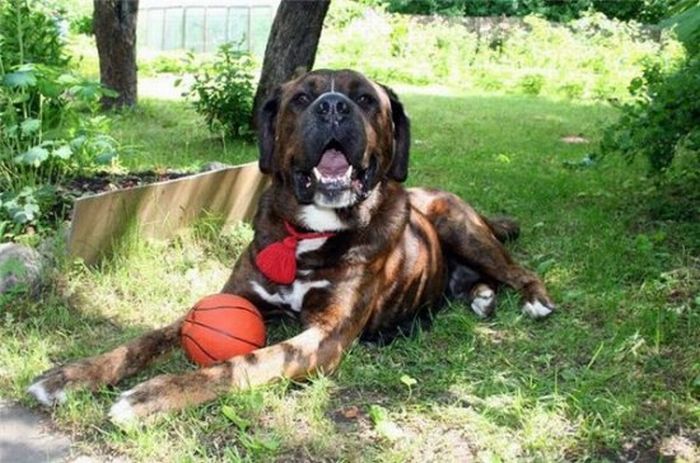 Добрые люди, подарившие бездомным собакам новую жизнь. Часть 2 добрые люди, бездомные животные,собаки,до и после