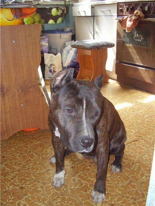 Добрые люди, подарившие бездомным собакам новую жизнь. Часть 2 добрые люди, бездомные животные,собаки,до и после