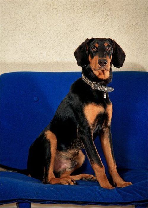 Добрые люди, подарившие бездомным собакам новую жизнь. Часть 2 добрые люди, бездомные животные,собаки,до и после