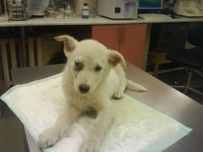 Добрые люди, подарившие бездомным собакам новую жизнь. Часть 2 добрые люди, бездомные животные,собаки,до и после