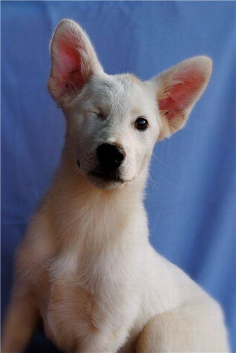 Добрые люди, подарившие бездомным собакам новую жизнь. Часть 2 добрые люди, бездомные животные,собаки,до и после
