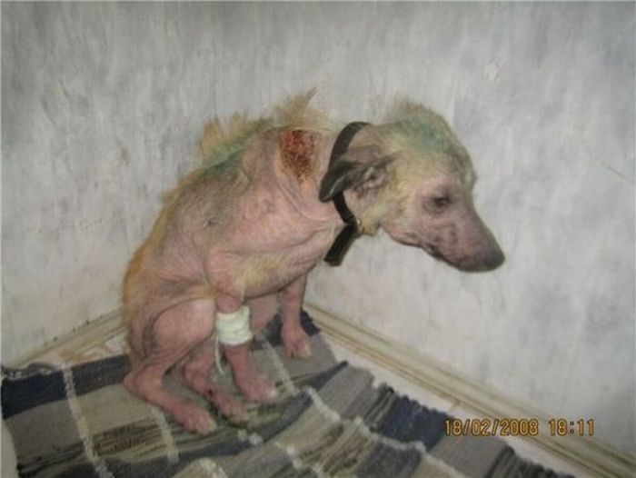 Добрые люди, подарившие бездомным собакам новую жизнь. Часть 2 добрые люди, бездомные животные,собаки,до и после