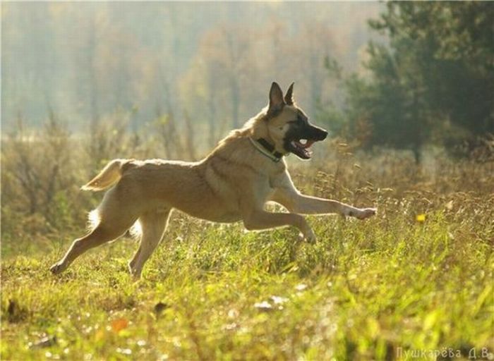 Добрые люди, подарившие бездомным собакам новую жизнь. Часть 2 добрые люди, бездомные животные,собаки,до и после