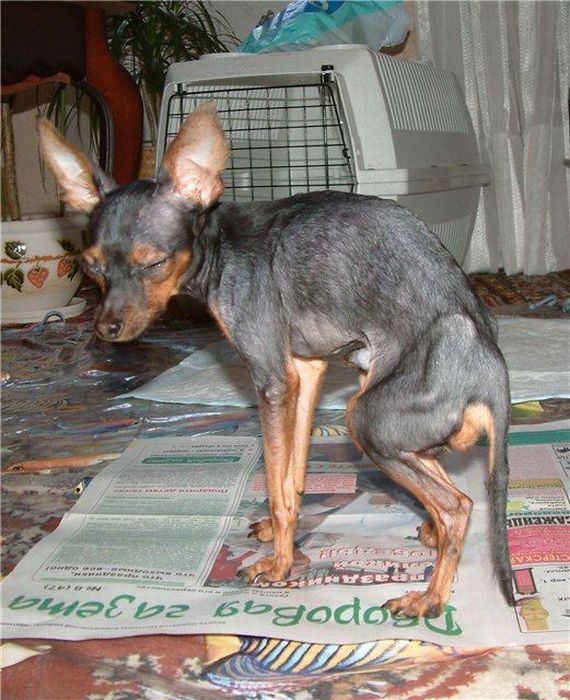 Добрые люди, подарившие бездомным собакам новую жизнь. Часть 2 добрые люди, бездомные животные,собаки,до и после