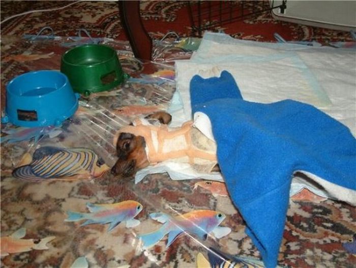 Добрые люди, подарившие бездомным собакам новую жизнь. Часть 2 добрые люди, бездомные животные,собаки,до и после