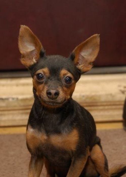 Добрые люди, подарившие бездомным собакам новую жизнь. Часть 2 добрые люди, бездомные животные,собаки,до и после