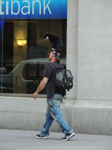 Приколы, смешные, картинки, прикольные,юмор