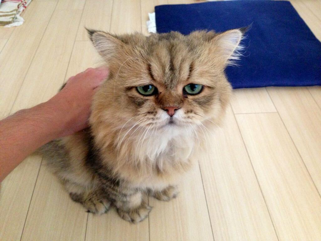 Самый, грустный, печальный, кот, Foo-Chan
