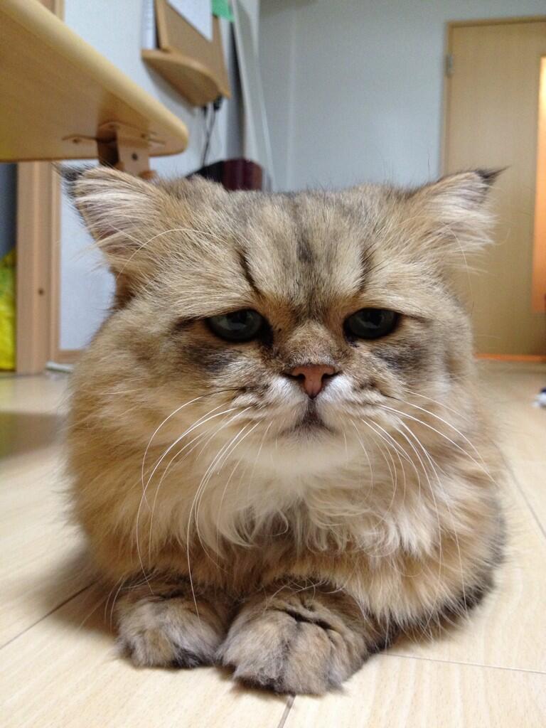 Самый, грустный, печальный, кот, Foo-Chan