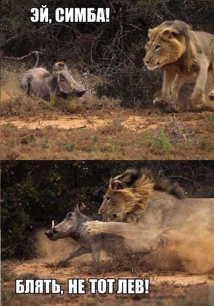 Позитив,юмор,смешно,прикол,картинки