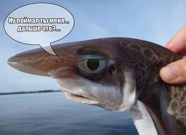 Позитив,юмор,смешно,прикол,картинки