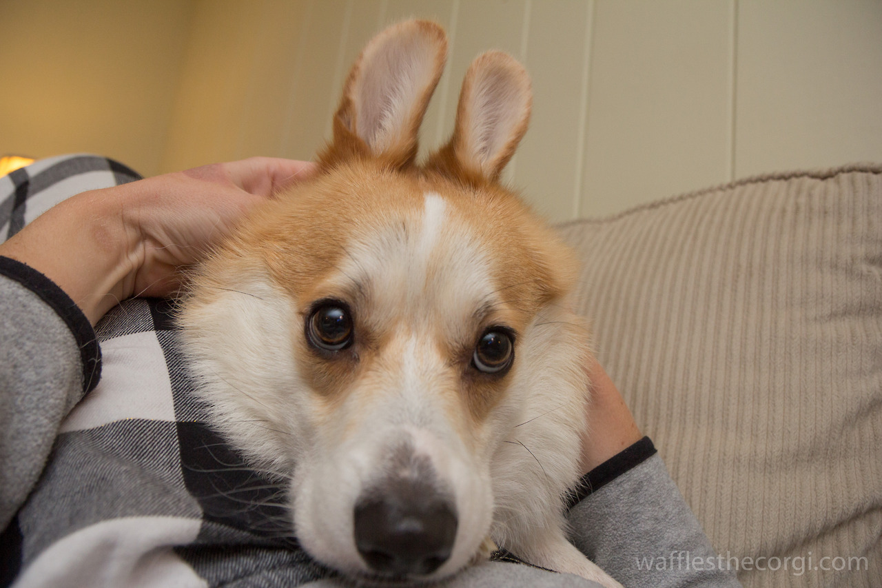 собака, порода, Корги, Вафля, забавные рожи, корчит