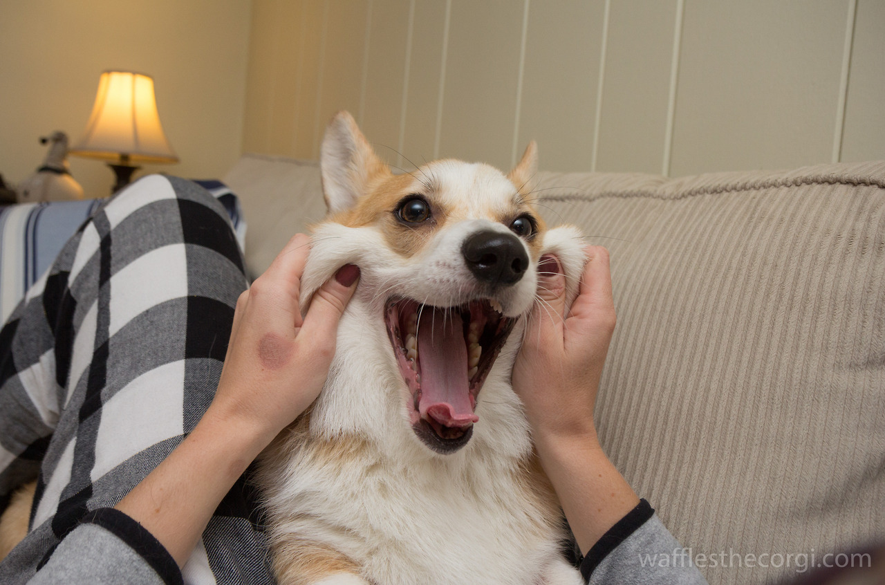 собака, порода, Корги, Вафля, забавные рожи, корчит