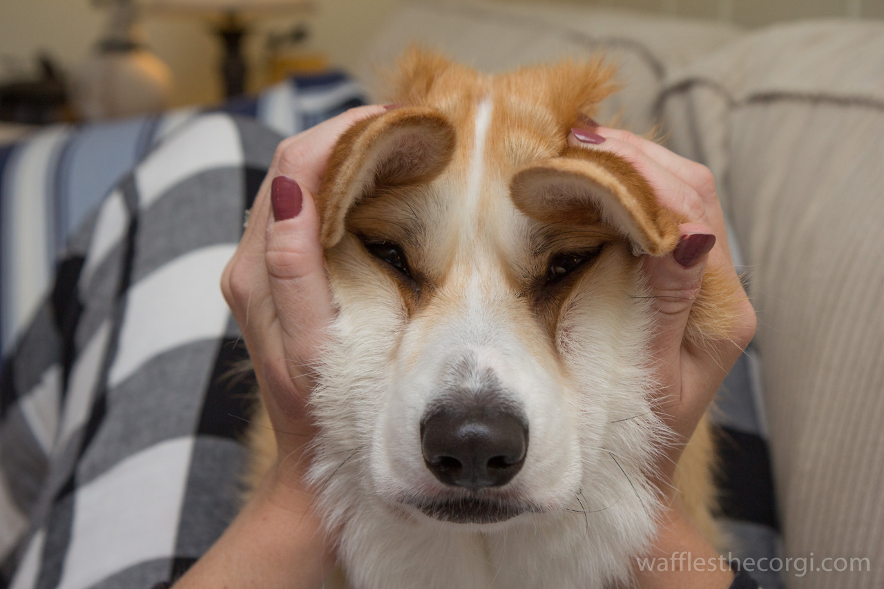 собака, порода, Корги, Вафля, забавные рожи, корчит