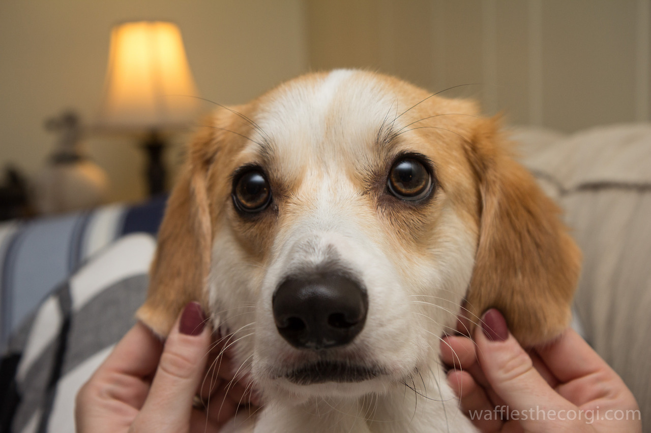 собака, порода, Корги, Вафля, забавные рожи, корчит