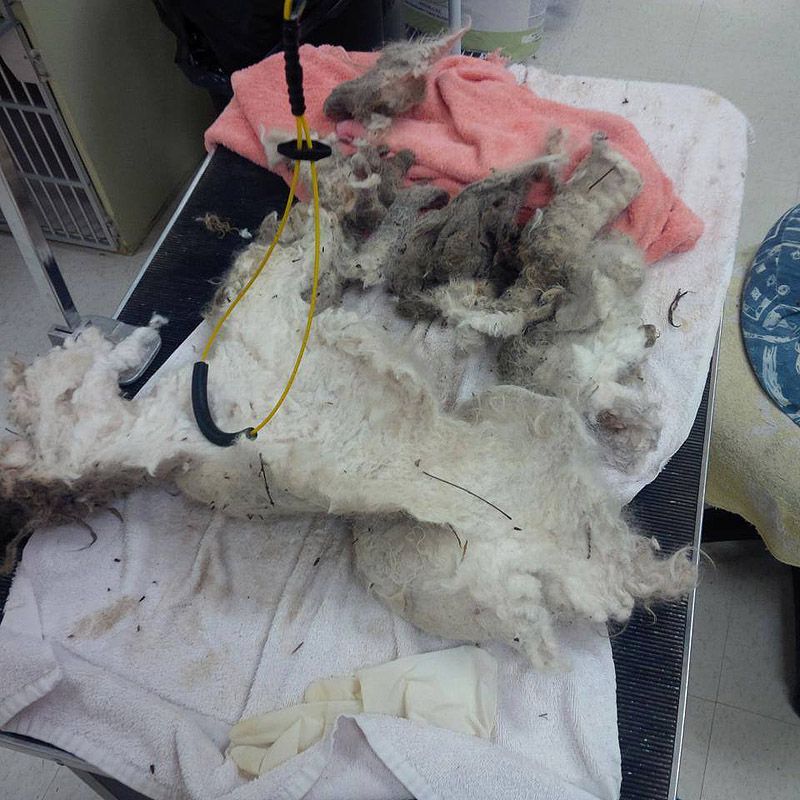 пёс Шрек,собака,трогательное,история,Dog Shrek