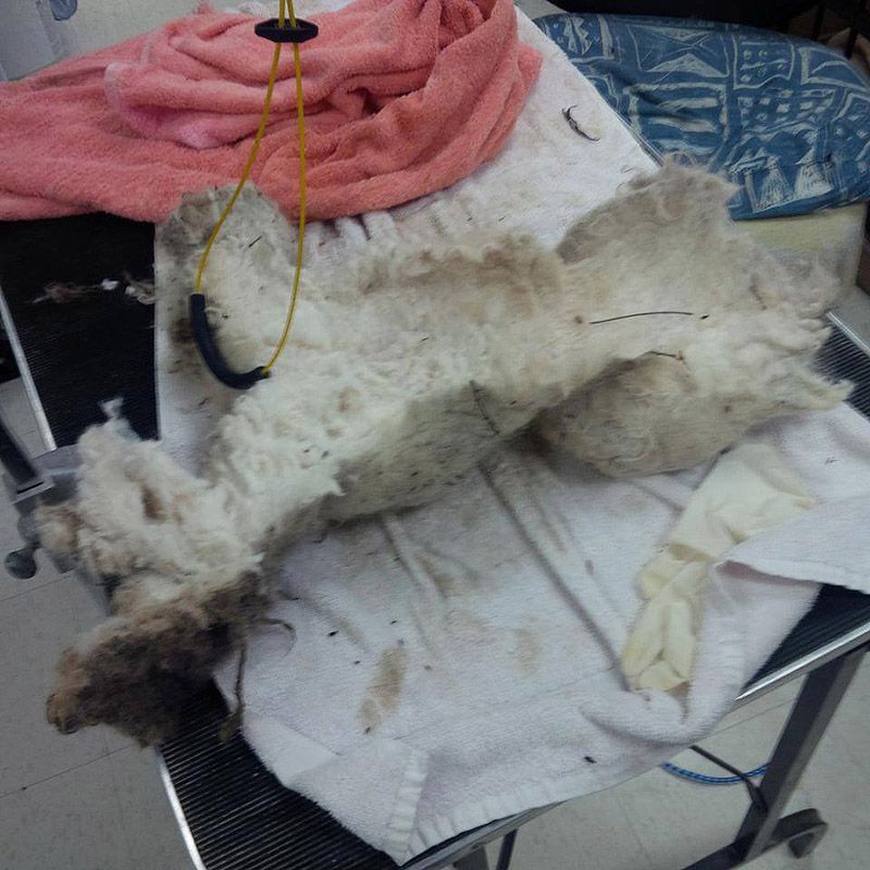 пёс Шрек,собака,трогательное,история,Dog Shrek