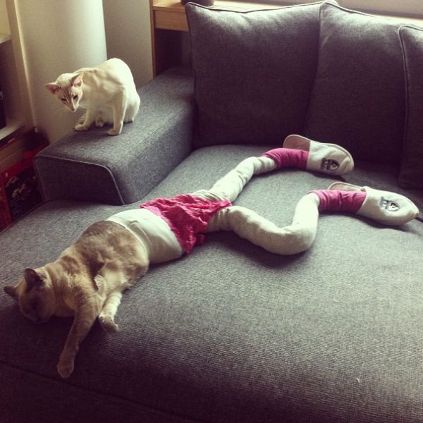 Длинноногие, коты в колготках, новый, интернет-мем