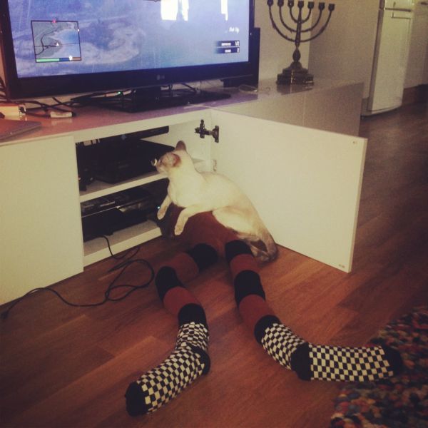 Длинноногие, коты в колготках, новый, интернет-мем