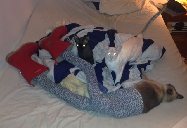 Длинноногие, коты в колготках, новый, интернет-мем