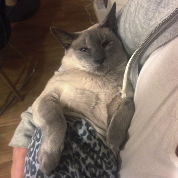 Длинноногие, коты в колготках, новый, интернет-мем