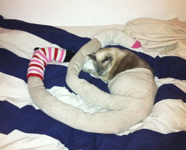 Длинноногие, коты в колготках, новый, интернет-мем