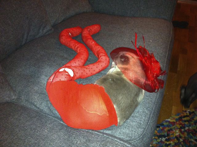 Длинноногие, коты в колготках, новый, интернет-мем