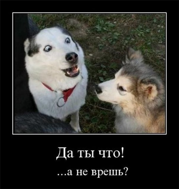 собаки в шоке,удивлённые собаки