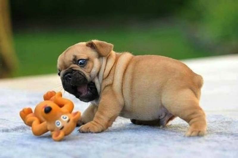 собаки в шоке,удивлённые собаки