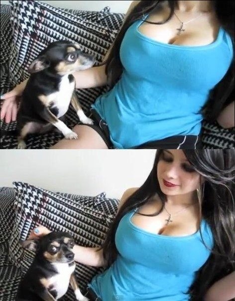 собаки в шоке,удивлённые собаки