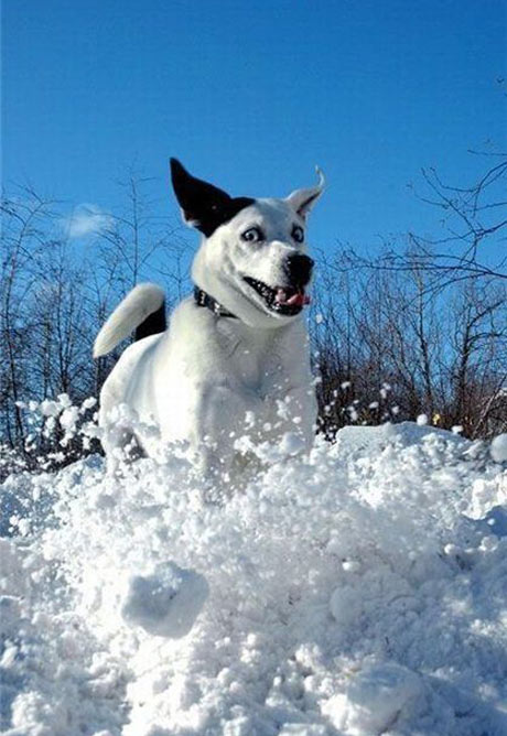 собаки в шоке,удивлённые собаки