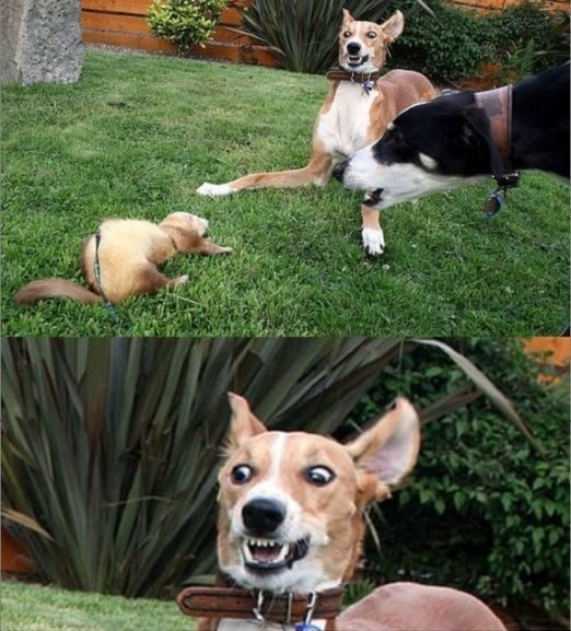 собаки в шоке,удивлённые собаки